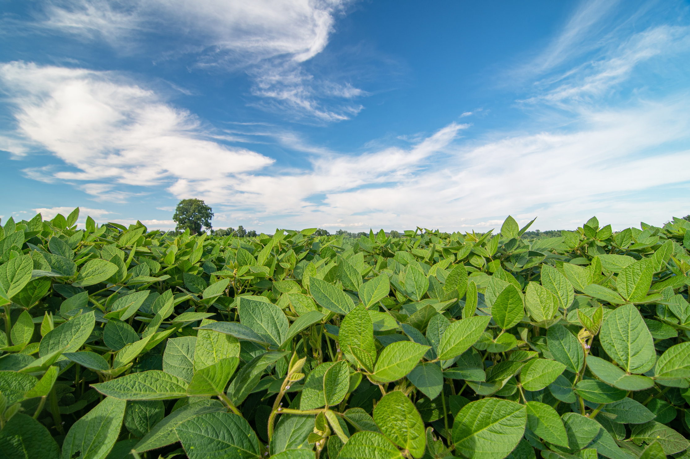  Soy Plants Growing in a Soy Field